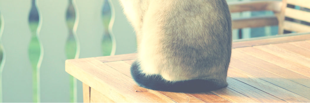 cat rear end on a table